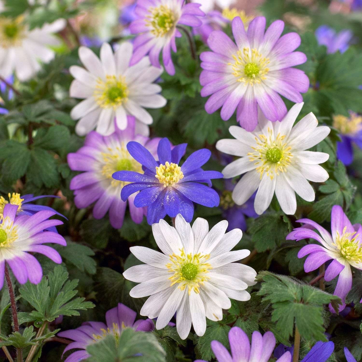 Mélange d'anémones 'Blanda'